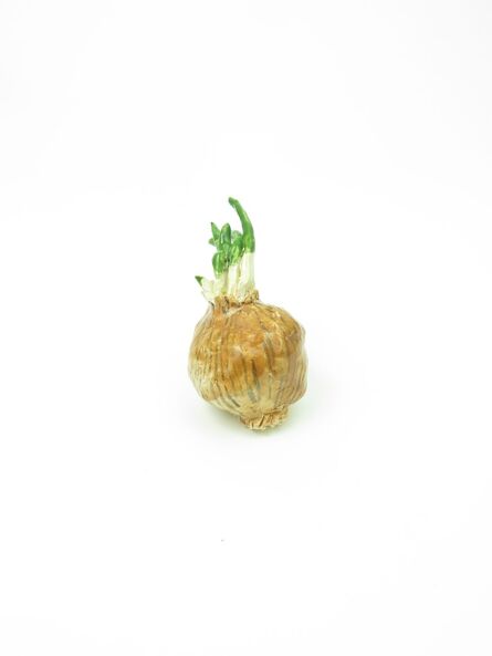 Rose Eken, ‘Sprouted Onion’, 2017