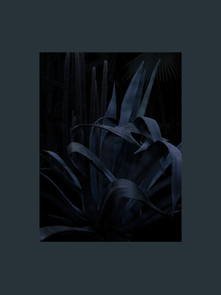 Stephan Crasneanscki, ‘Jardin Majorelle, Hommage à Yves Saint Laurent Study 3’, 2015