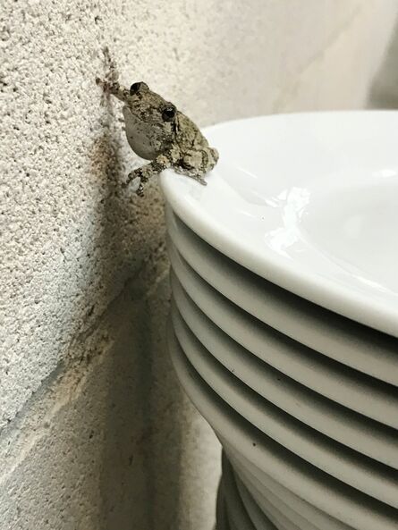 Juergen Teller, ‘Frogs and Plates No.29, London’, 2016