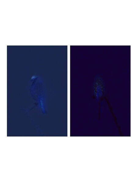 Robert Zhao Renhui, ‘Budgie/UV (left) and Blue Tit/UV (right)"Blue Tit" - Diptych’