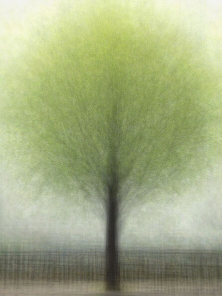 Um Hyo Yong, ‘Ginkgo tree, Summer, Sowol-ro ed. 3/5 ’, 2014