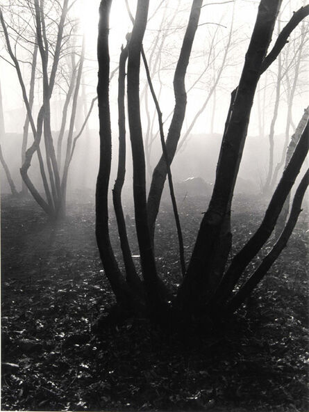 Barbara Morgan (1900–1992), ‘Trees in Fog’, 1941/1980