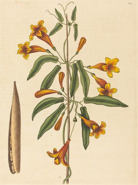 Mark Catesby, ‘Cross-vine (Bignonia capreolata)’, published 1754