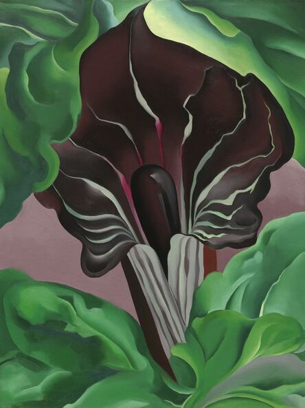 Georgia O’Keeffe, ‘Jack-in-Pulpit No.2’, 1930