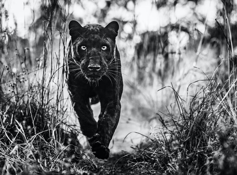 David Yarrow, ‘Black Panther Returns ’, 2019, Photography, Digital Pigment Print on Archival 315gsm Hahnemuhle Photo Rag Baryta Paper, Samuel Owen Gallery