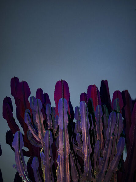 Linda Westin, ‘Illuminated Dendrology - Purple Fractals’, 2020