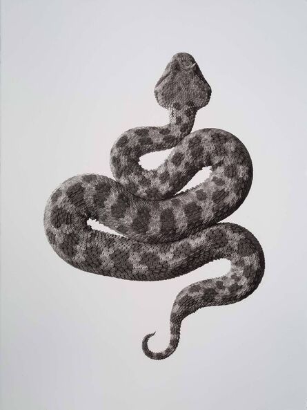 Jan C. Schlegel, ‘ Cerastes Gasperettii, Arabian Horned Viper’, 2019