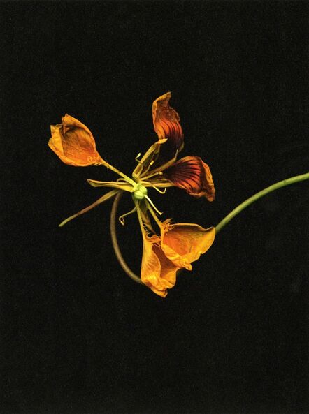 Jitka Hanzlová, ‘"o.T. 2010 (Tropaeolum majus)", from the series 'Flowers'’, 2009