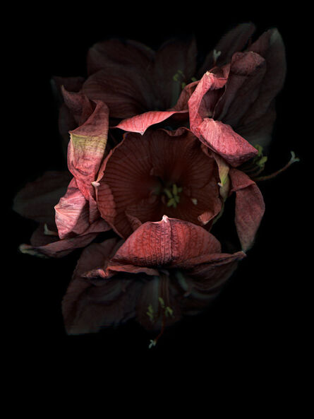Jitka Hanzlová, ‘Flowers #8, Untitled (Amarili Dark)’, 2010