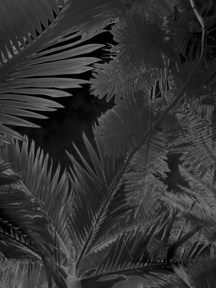 Karine Laval, ‘Untitled #4, from the Black Palms Series’, 2014