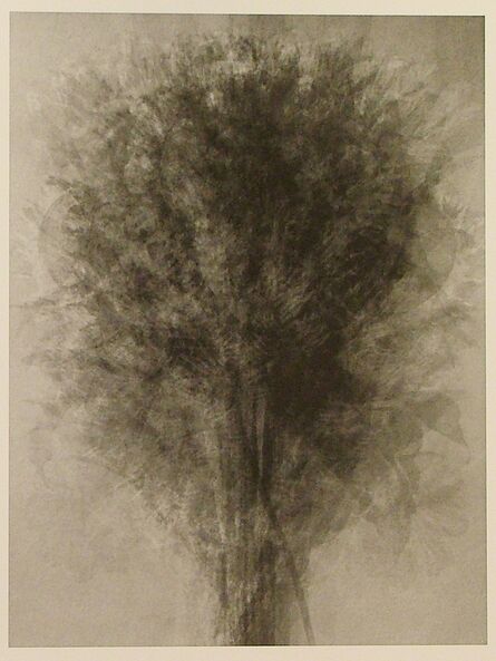 Idris Khan, ‘Blossfeldt... After Blossfeldt 'Art Forms in Nature'’, 2008