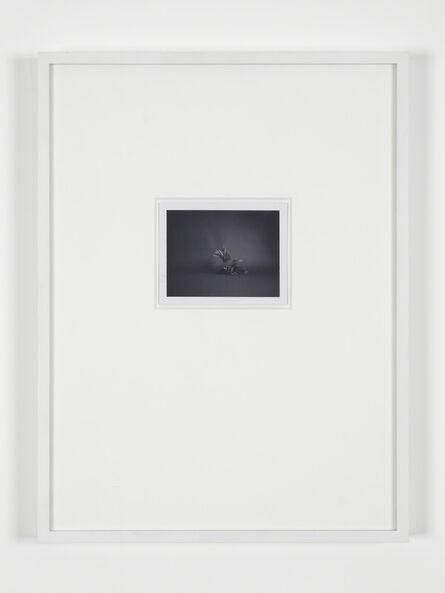 Becky Beasley, ‘Polaroids (SX-70) (plastic Fern)’, 2001