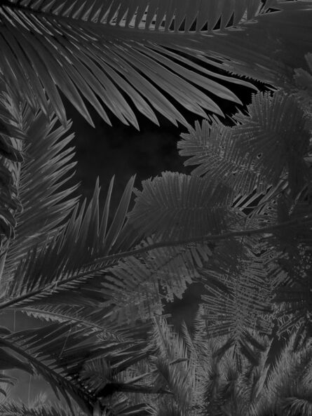 Karine Laval, ‘Untitled #3, from the Black Palms Series’, 2014