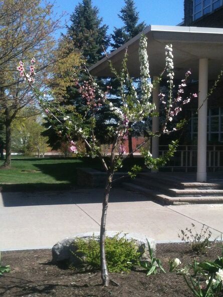Sam Van Aken, ‘Tree planted at Syracuse University’, 2012