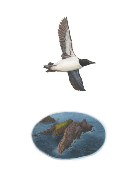 Chantal Rousseau, ‘Birds of Newfoundland: Murre’, 2021