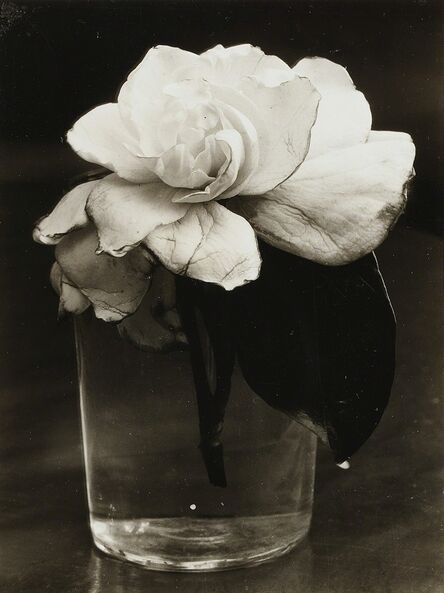 Consuelo Kanaga, ‘Camellia in Water’, 1927-1928