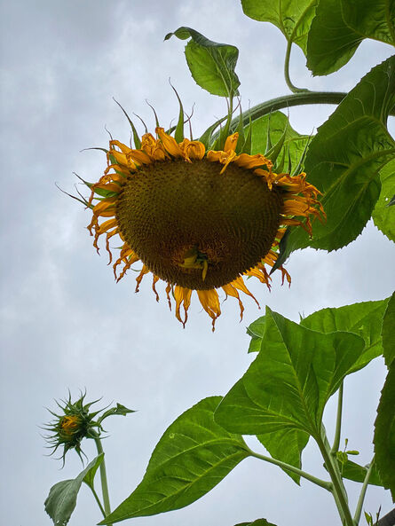 Roe Ethridge, ‘Bent Sunflower in School Garden’, 2020
