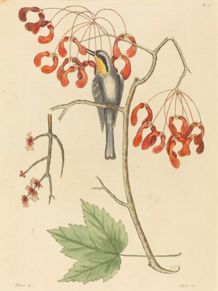 Mark Catesby, ‘The Yellow Throated Creeper’, published 1754