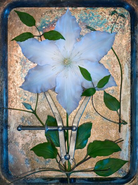 Jo Whaley, ‘Clematis’, 2018