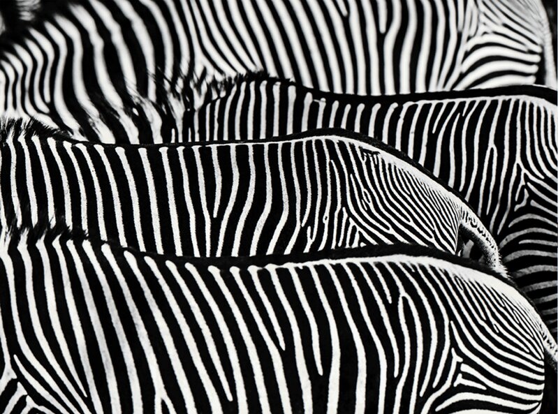 David Yarrow, ‘The Factory’, N/A, Photography, Archival Pigment Print, Hilton Contemporary