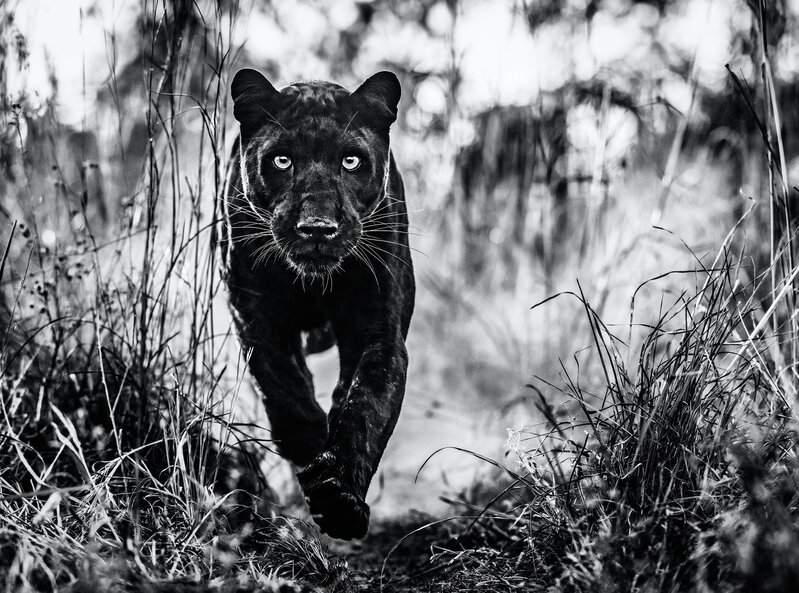 David Yarrow, ‘The Black Panther Returns’, 2019, Photography, Archival Pigment Print, CAMERA WORK