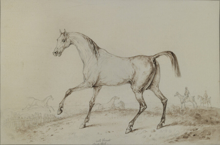 Study of a Horse