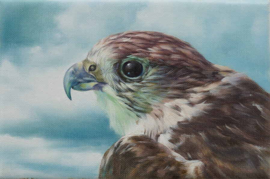 Portrait d'un oiseau de proie