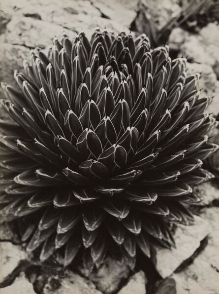 Brassaï, ‘Agave; Cactus (2 works)’, circa 1933