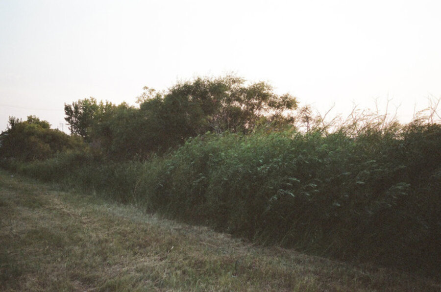 Bushes and Trees
