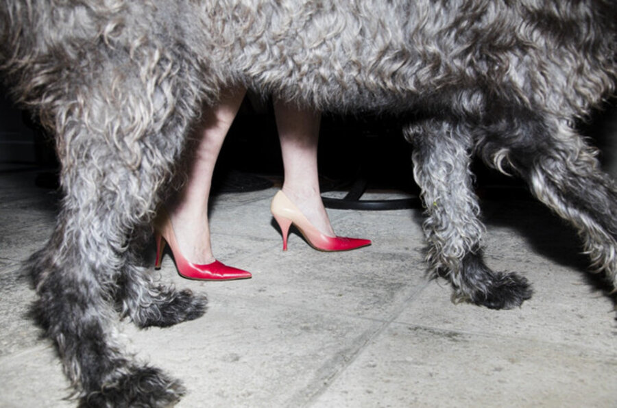 Dog with Heels, High Season