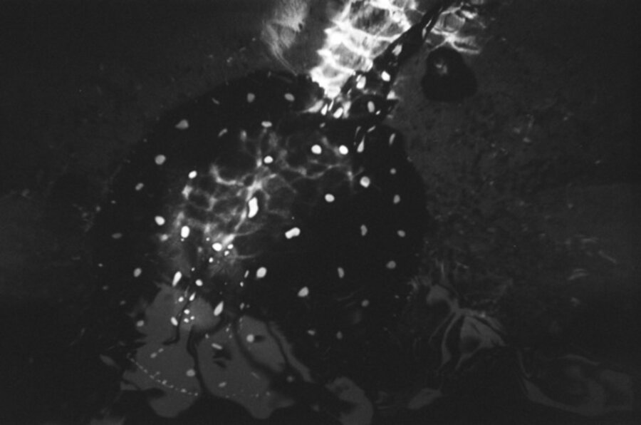 Xingu River Ray