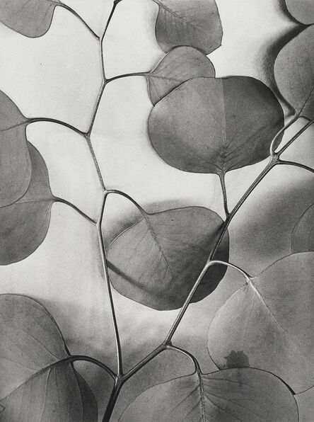 Alma Lavenson, ‘Eucalyptus Leaves’, 1933/printed later