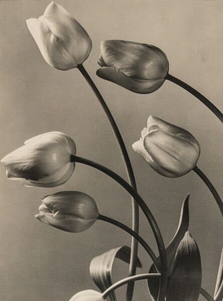 Max Baur, ‘Tulips’, 1930s