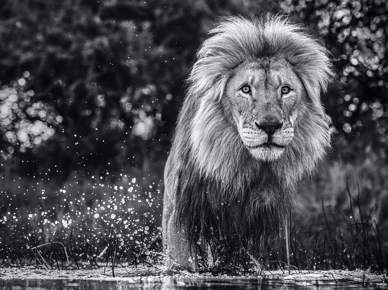 David Yarrow, ‘After the Flood’, Print, Archival pigment print, Tusk Benefit Auction