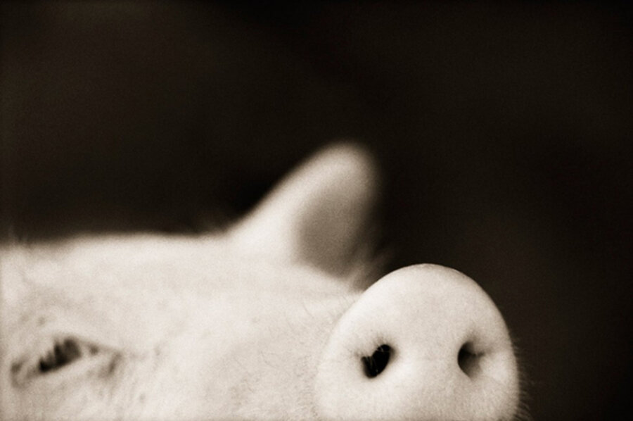 Domestic Pig (Sus scrofa domestica)