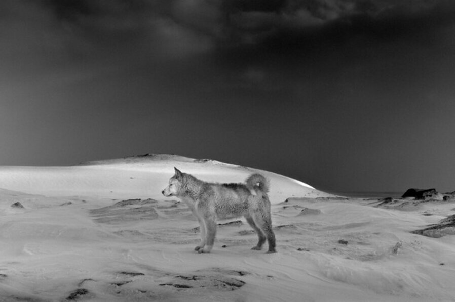 Sled Dogs, Kap Tobin, East Greenland