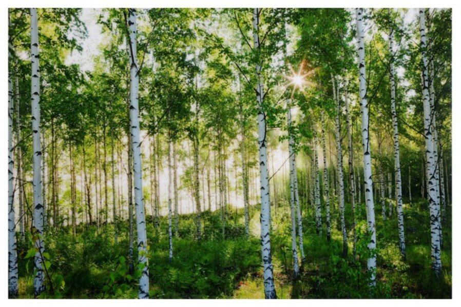 Birkenwald 4