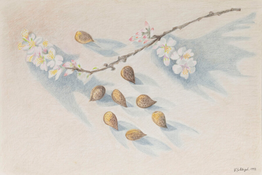 Untitled (Almonds and Flowering Branch)
