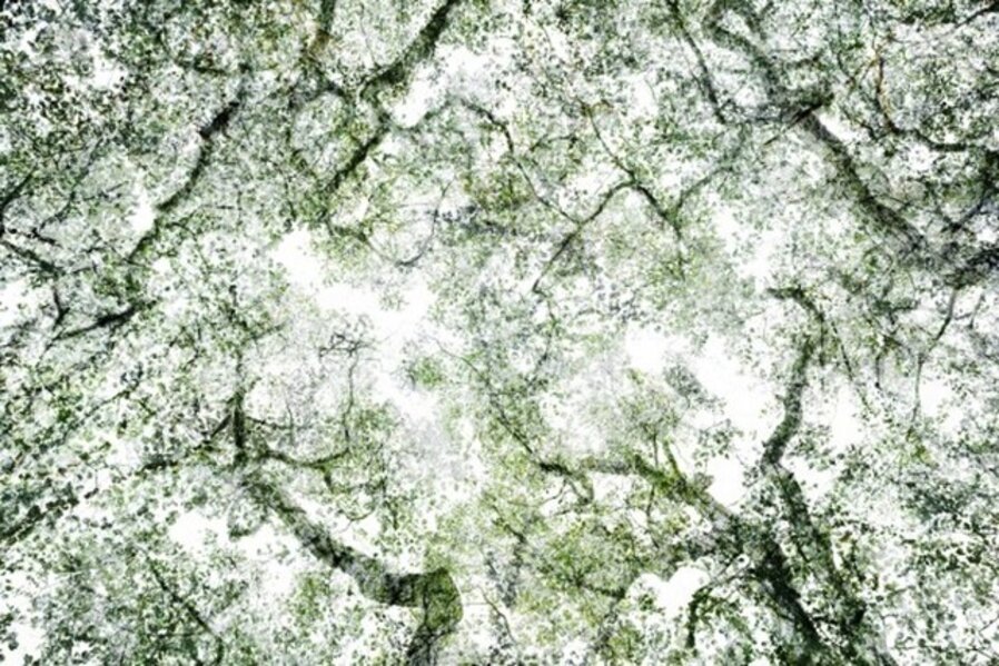 Forest No. 41