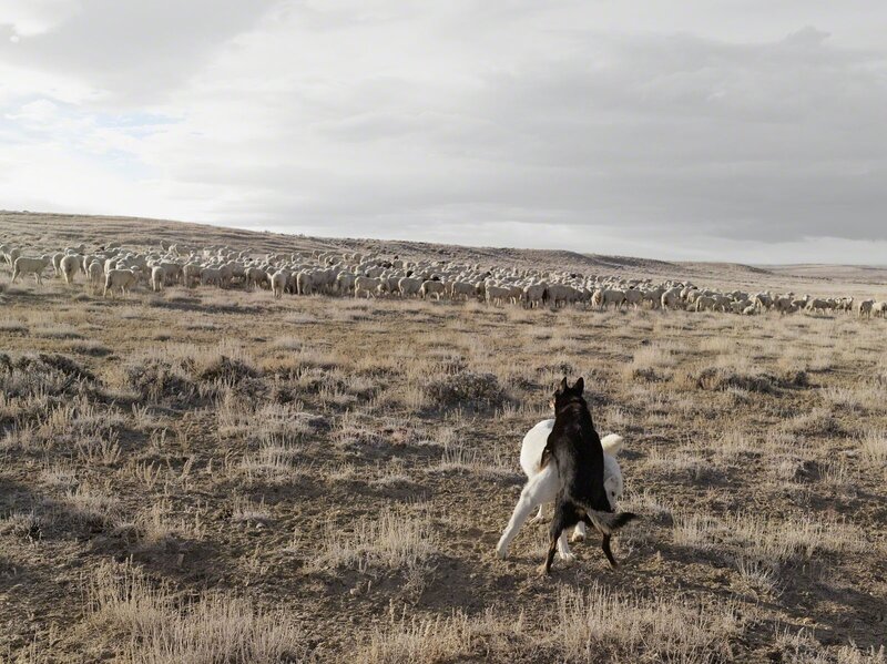 Lucas Foglia, ‘Guarding Sheep, Bitter Creek, Wyoming’, 2010, Photography, C-type, Michael Hoppen Gallery