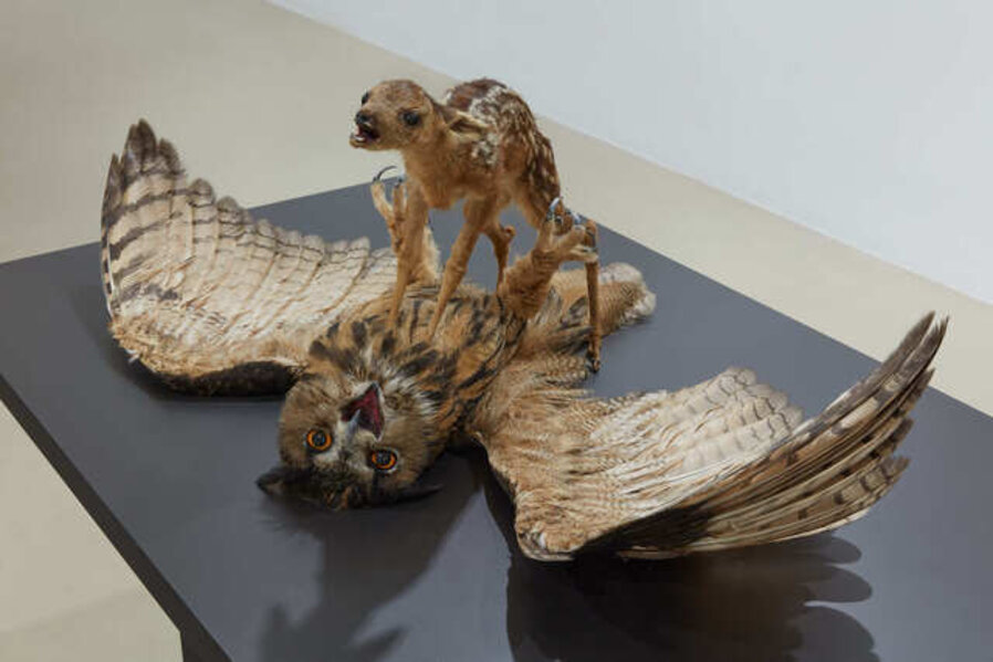 Taxidermic animal couple 'Agony Roe - Owl'