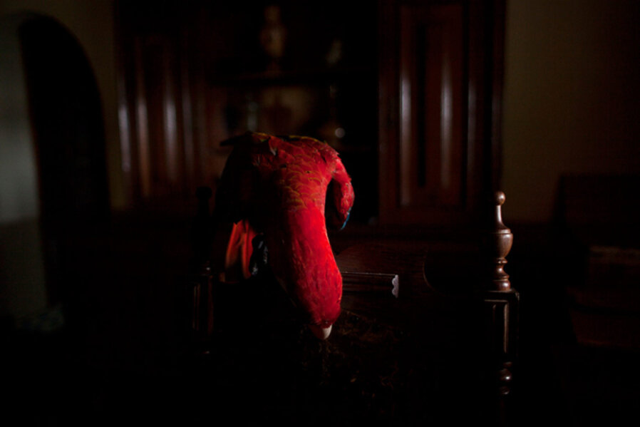 Arara Vermelha I (da série Zoo) | Scarlet Macaw I (series Zoo)
