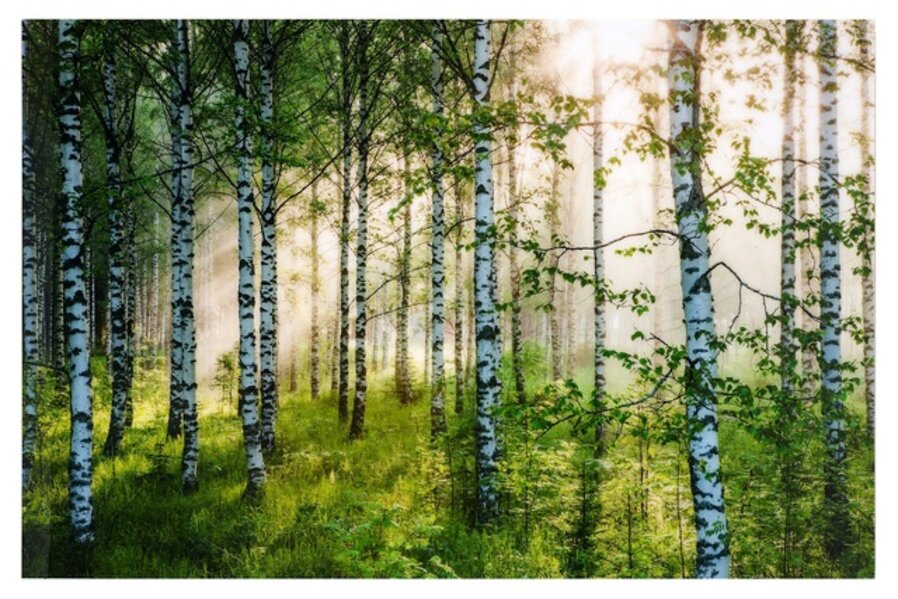 Birkenwald 6