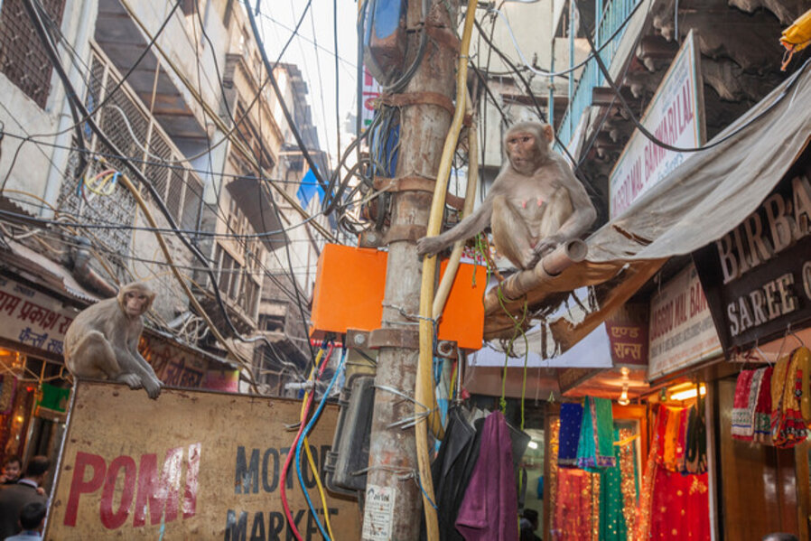 Two Monkeys, Kinari Bazaar, Old Delhi, India