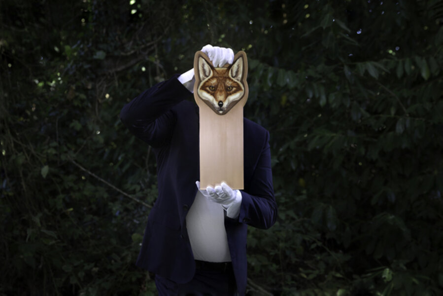 RENARD ROUX (VULPES VULPES)