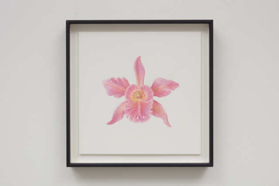 Soundmirror: x Brassocattleya Heatonensis 'Jackie Milburn’