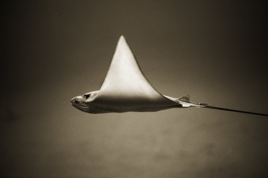 Bullnose Ray, Myliobatis Freminvillii
