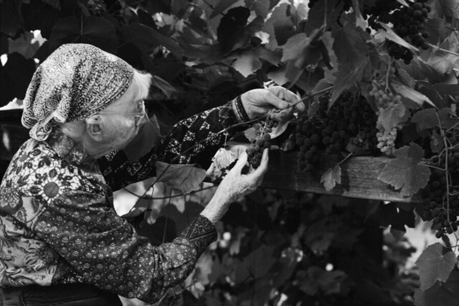 Imogen Cunningham Picking Concord Grapes