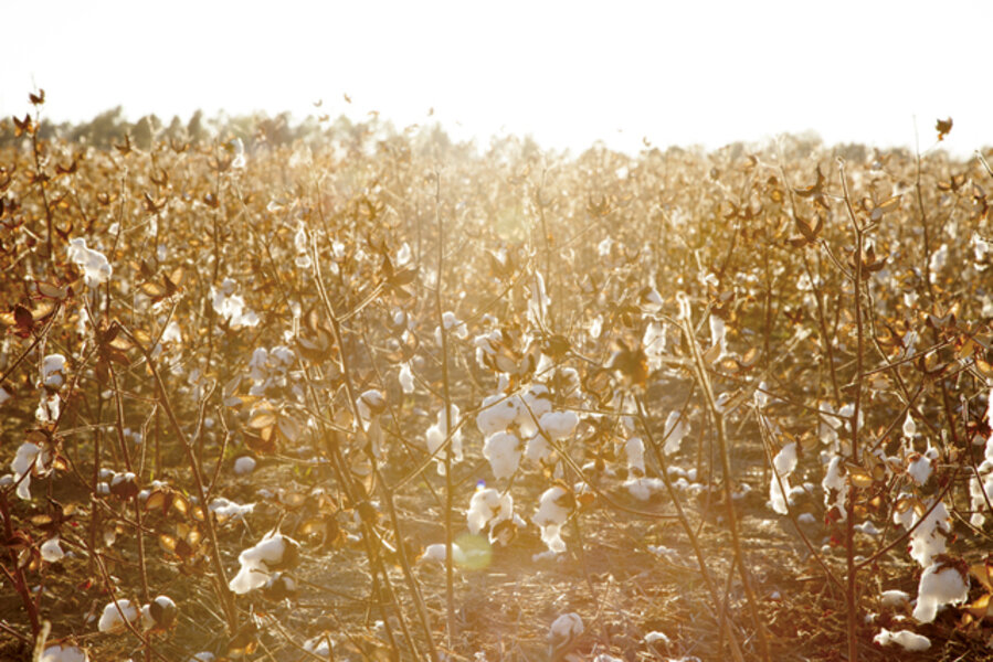 Cotton Fields