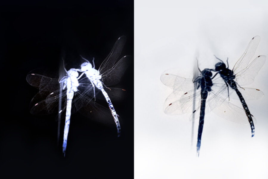 Untitled (294a + b)